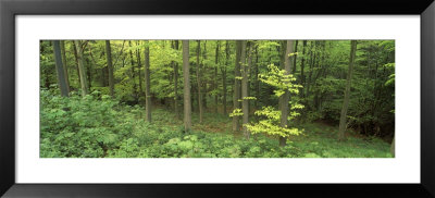 High Angle View Of Trees In A Forest, Scarborough, England, United Kingdom by Panoramic Images Pricing Limited Edition Print image