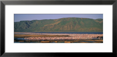 Flock Of Birds In A Lake, Lake Bogoria National Park, Kenya, Africa by Panoramic Images Pricing Limited Edition Print image
