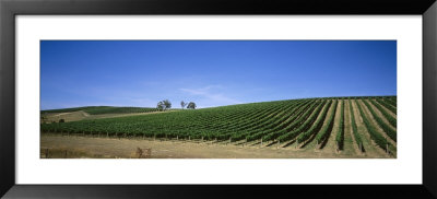 Vineyard, Yarra Valley, Victoria, Australia by Panoramic Images Pricing Limited Edition Print image