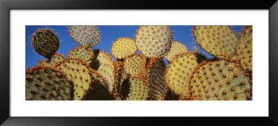 Close-Up Of Prickly Pear Cactus, Joshua Tree National Park, California, Usa by Panoramic Images Pricing Limited Edition Print image