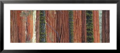 Giant Sequoia Trees In A Forest, Sequoia National Park, California, Usa by Panoramic Images Pricing Limited Edition Print image