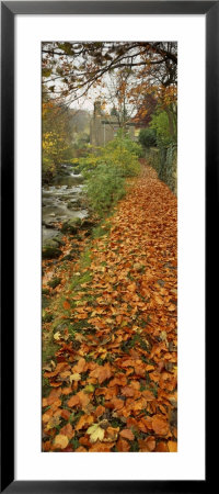 Leaves On The Grass In Autumn, Sneaton, North Yorkshire, England, United Kingdom by Panoramic Images Pricing Limited Edition Print image