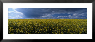 Clouds Over A Rape Field, Wolds, Yorkshire, England, United Kingdom by Panoramic Images Pricing Limited Edition Print image