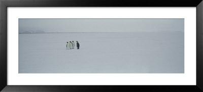 Emperor Penguins, Ross Sea, Antarctica by Panoramic Images Pricing Limited Edition Print image