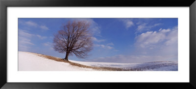View Of A Single Tree On A Hill In Winter by Panoramic Images Pricing Limited Edition Print image