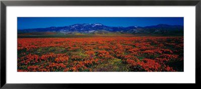 Field, Poppy Flowers, Antelope Valley, California, Usa by Panoramic Images Pricing Limited Edition Print image