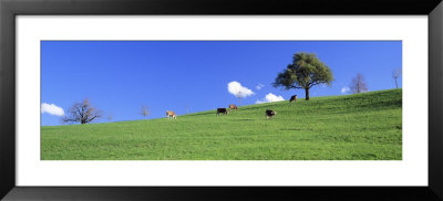 Cows, Canton Zug, Switzerland by Panoramic Images Pricing Limited Edition Print image
