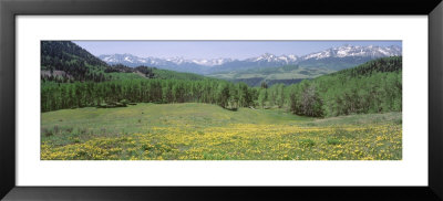 Flowering Plants In A Field, Mt. Wilson, San Miguel Range, Telluride, Colorado, Usa by Panoramic Images Pricing Limited Edition Print image
