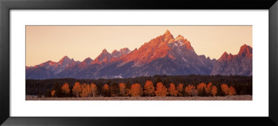 Aspens, Teton Range, Grand Teton National Park, Wyoming, Usa by Panoramic Images Pricing Limited Edition Print image
