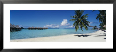 Palm Tree On The Beach, Moana Beach, Bora Bora, Tahiti, French Polynesia by Panoramic Images Pricing Limited Edition Print image