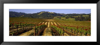 Vineyard, Geyserville, California, Usa by Panoramic Images Pricing Limited Edition Print image