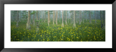 Pond, Cypress Trees, Tall Milkwort Plants, Flowers, Antioch Church Bay, North Carolina, Usa by Panoramic Images Pricing Limited Edition Print image