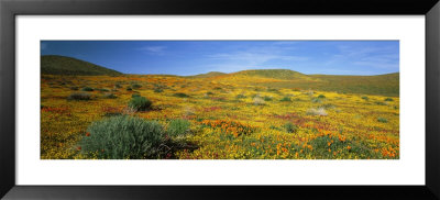 View Of Blossoms In A Poppy Reserve, Antelope Valley, Mojave Desert, California, Usa by Panoramic Images Pricing Limited Edition Print image