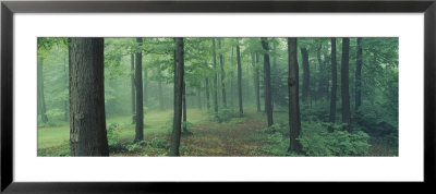 Chestnut Ridge Park, Orchard Park, New York State, Usa by Panoramic Images Pricing Limited Edition Print image