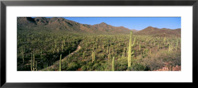 Saguaro National Park, Arizona, Usa by Panoramic Images Pricing Limited Edition Print image