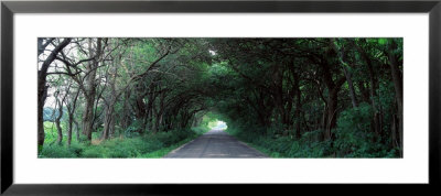Road Through Trees Marion County, Illinois, Usa by Panoramic Images Pricing Limited Edition Print image