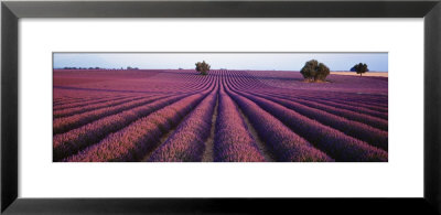 Lavender Field, Fragrant Flowers, Valensole, Provence, France by Panoramic Images Pricing Limited Edition Print image