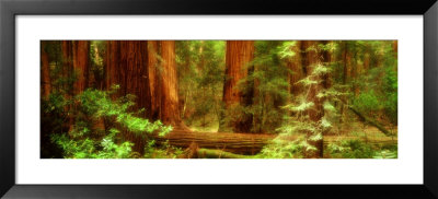 Muir Woods, Trees, National Park, Redwoods, California by Panoramic Images Pricing Limited Edition Print image