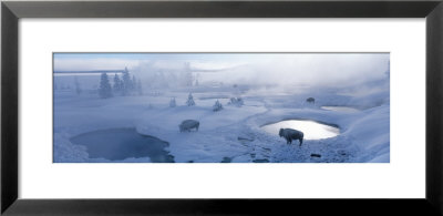 Bison West Thumb Geyser Basin Yellowstone National Park, Wyoming, Usa by Panoramic Images Pricing Limited Edition Print image