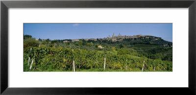 Low Angle View Of A Vineyard, San Gimignano, Tuscany, Italy by Panoramic Images Pricing Limited Edition Print image