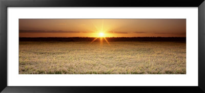 Rice Field, Sacramento Valley, California, Usa by Panoramic Images Pricing Limited Edition Print image