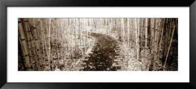 Path Through Bamboo Garden, Costa Rica by Panoramic Images Pricing Limited Edition Print image
