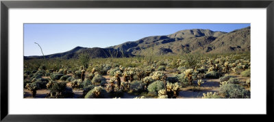 Coyote Canyon, Anza Borrego Desert State Park, California, Usa by Panoramic Images Pricing Limited Edition Print image