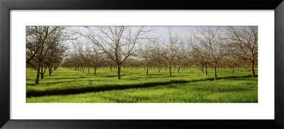Orchard, San Joaquin, California, Usa by Panoramic Images Pricing Limited Edition Print image