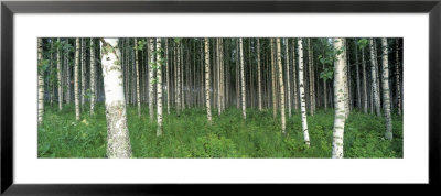 Birch Forest, Punkaharju, Finland by Leigh Jordan Pricing Limited Edition Print image