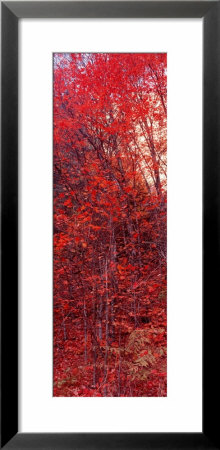 Trees, Big Tooth Maples, West Fork Of Oak Creek, Arizona, Usa by Panoramic Images Pricing Limited Edition Print image