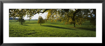 Trees In A Field, Aargau, Switzerland by Panoramic Images Pricing Limited Edition Print image