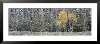 Pine Trees In A Forest, Grand Teton National Park, Wyoming, Usa by Panoramic Images Pricing Limited Edition Print image