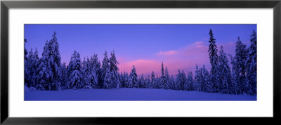 Forest In Winter, Dalarna, Sweden by Panoramic Images Pricing Limited Edition Print image