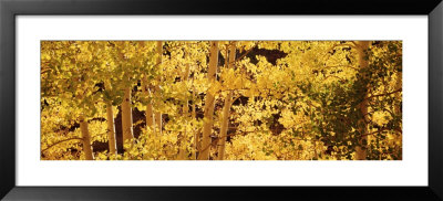 Aspens, Usa by Panoramic Images Pricing Limited Edition Print image
