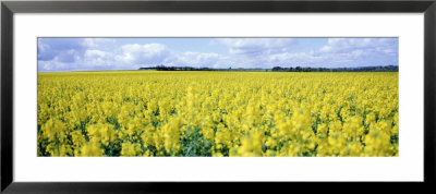Rape Crop, Wiltshire, England, United Kingdom by Panoramic Images Pricing Limited Edition Print image