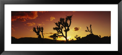 Silhouette Of Joshua Trees At Sunset, Joshua Tree National Monument, California, Usa by Panoramic Images Pricing Limited Edition Print image
