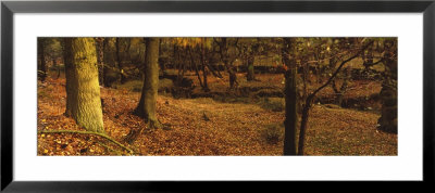 Leaves On The Grass In Autumn, Biller Howe Dale, Yorkshire, England, United Kingdom by Panoramic Images Pricing Limited Edition Print image