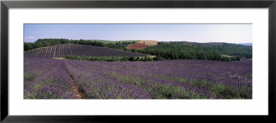 Lavenders Growing In A Field, Provence, France by Panoramic Images Pricing Limited Edition Print image