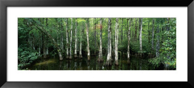 Big Cypress Nature Preserve, Florida, Usa by Panoramic Images Pricing Limited Edition Print image
