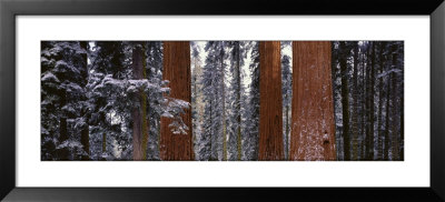 Sequoia National Park, California, Usa by Panoramic Images Pricing Limited Edition Print image