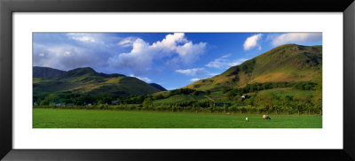 Two Sheep Grazing In Field, High Snockrigg, Buttermere Village, Lake District, Cumbria, England, Uk by Panoramic Images Pricing Limited Edition Print image