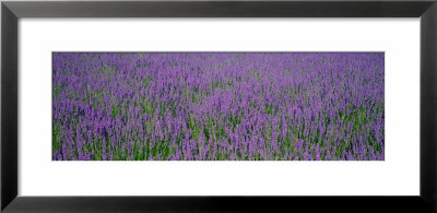 Field Of Lavender, Hokkaido, Japan by Panoramic Images Pricing Limited Edition Print image
