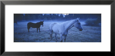 Dreamy Blue Mystery Horses by Panoramic Images Pricing Limited Edition Print image