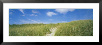 Grass On Sand Dunes, Cape Cod, Massachusetts, Usa by Panoramic Images Pricing Limited Edition Print image
