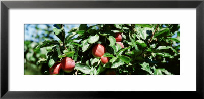 Apple Branch, Usa by Panoramic Images Pricing Limited Edition Print image