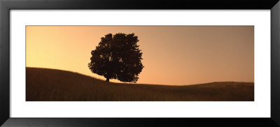 View Of A Lone Tree, Silhouette Of A Lone Tree At Dusk by Panoramic Images Pricing Limited Edition Print image