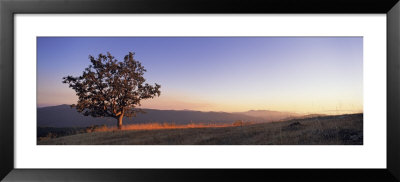 View Of A Lone Oak Tree At Dusk, Humboldt Country, California, Usa by Panoramic Images Pricing Limited Edition Print image