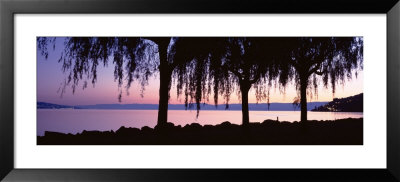 Weeping Willows, Lake Geneva, St. Saphorin, Switzerland by Panoramic Images Pricing Limited Edition Print image