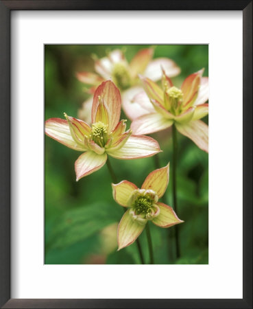 Clematis (Marjorie) by Mark Bolton Pricing Limited Edition Print image