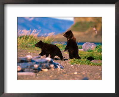 Brown Bear Cub In Katmai National Park, Alaska, Usa by Dee Ann Pederson Pricing Limited Edition Print image